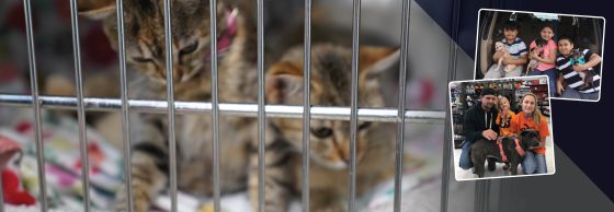 Adopt a New Furry Friend