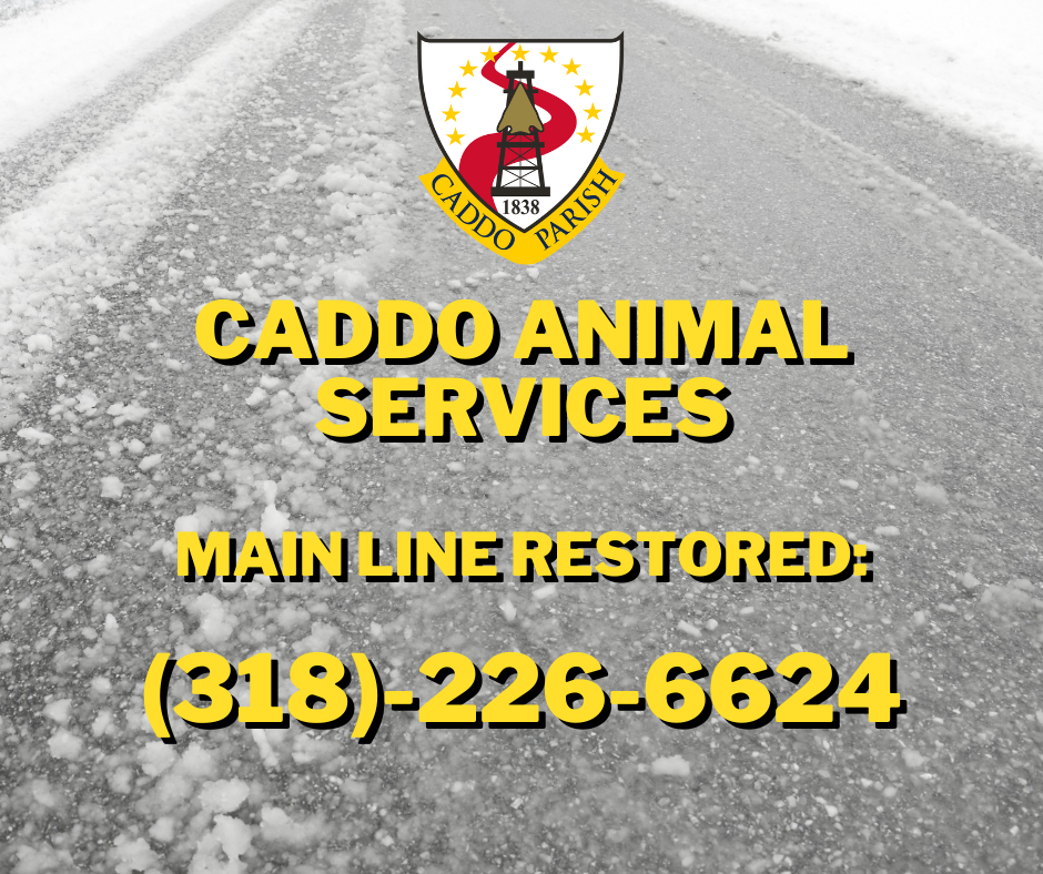 Featured image for “UPDATED: Caddo Animal Services emergency line restored”