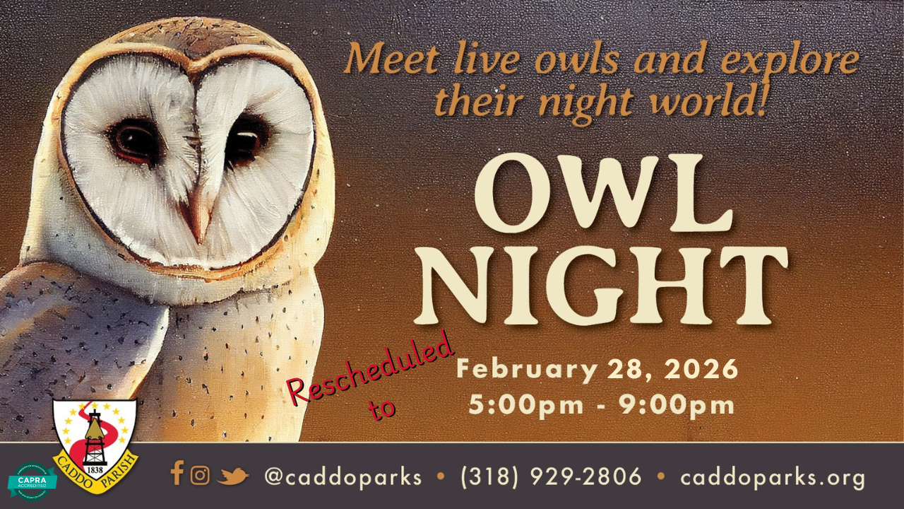 Featured image for “UPDATED: Caddo Parish Owl Night rescheduled to February 28”
